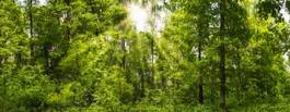 Fotoroleta słońce europa krzew