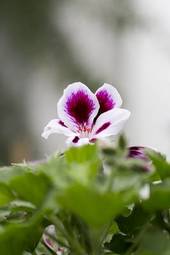 Fotoroleta roślina kwiat fiołek