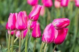 Naklejka piękny tulipan pole kwiat ogród