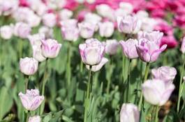 Plakat park tulipan natura piękny