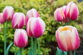 Naklejka ogród kwiat piękny pole tulipan