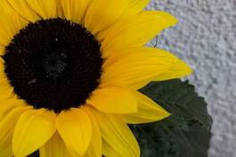 Fotoroleta roślina słońce kwiat
