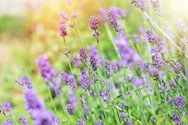 Plakat aromaterapia spokojny lato kwiat