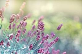Plakat piękny lawenda roślinność aromaterapia kwitnący