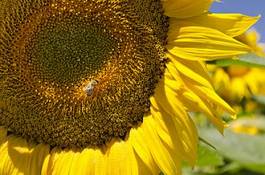 Fotoroleta kwiat zwierzę fauna zdrowie pyłek