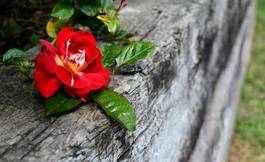 Plakat kwiat natura ogród drewno rose