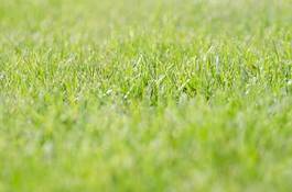 Naklejka grass, lawn, green.