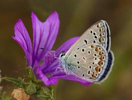 Obraz na płótnie motyl fauna kwiat