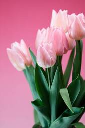 Plakat kwiat tulipan roślina ładny krajobraz