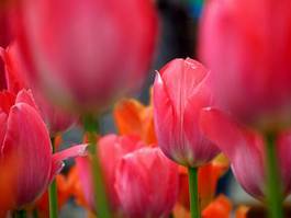 Naklejka roślina tulipan kwiat