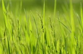 Naklejka roślina łąka trawa