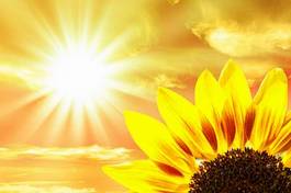 Naklejka słonecznik niebo kwiat słońce natura