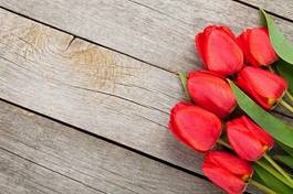 Plakat natura tulipan piękny
