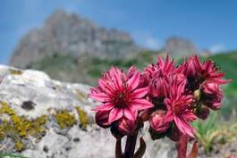 Plakat kwiat alpy natura góra