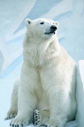 Plakat niedźwiedź północ śnieg ssak zwierzę