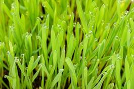 Naklejka green grass and dew