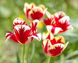 Plakat słońce pole niebo tulipan ogród
