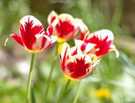 Plakat natura tulipan piękny lato ogród