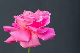 Obraz na płótnie rosa świeży pąk miłość bukiet