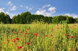 Obraz na płótnie kwiat łąka trawa dziki natura
