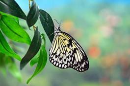 Naklejka azja natura tropikalny motyl