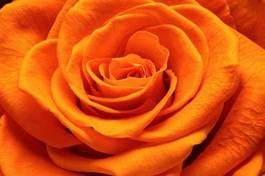 Obraz na płótnie close up beautiful rose