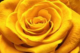 Plakat roślina obraz ładny kwiat żółty