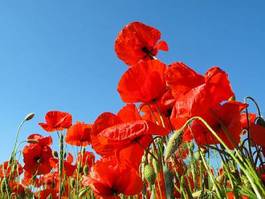 Plakat red poppy against blue sky. beautiful countryside scenery.