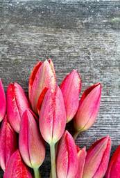Plakat kwiat świeży tulipan stary