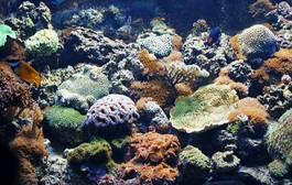 Naklejka ławica podwodne podwodny tropikalny ryba