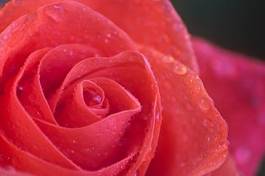 Plakat kwiat rosa natura