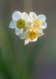 Fotoroleta kwiat narcyz ogród