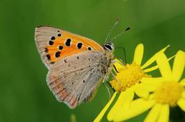 Fotoroleta dziki roślina motyl kwiat zwierzę