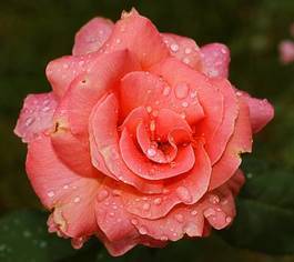 Plakat roślina ogród rosa kwiat