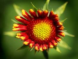 Obraz na płótnie kwiat światło słoneczne 