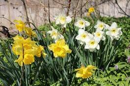 Plakat yellow and white narcissus flowers (narcissus pseudonarcissus) in innsbruck, austria