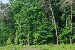 Fototapeta wiejski europa krajobraz las