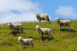 Plakat trawa zwierzę owca wyspa południowa rasa