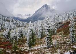 Plakat natura drzewa śnieg jesień