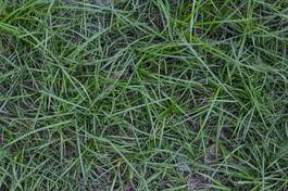 Naklejka natura trawa ogród pole tło