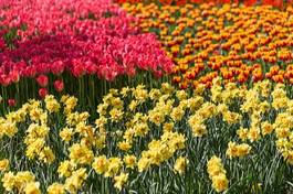 Plakat tulipan park pąk świeży natura