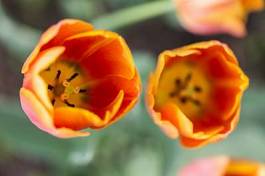 Plakat tulipan kwiat pąk ogród