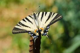 Plakat dziki portret zwierzę motyl skrzydło