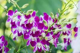 Obraz na płótnie colourful orchid flowers on bright summer day