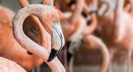 Plakat flamingo portret fauna dziki natura