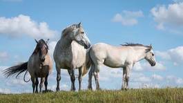 Plakat koń spokojny znakomity rodzina uroda