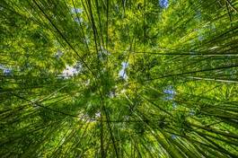 Obraz na płótnie las bambus spacer maui