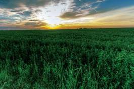 Plakat green field on a background of a beautiful sunset.