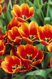 Plakat vintage natura kwitnący ogród tulipan