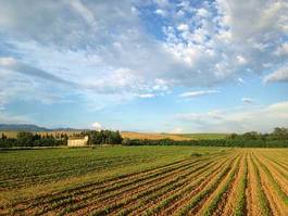 Naklejka pole toskania rolnictwo akcja rosnąć
